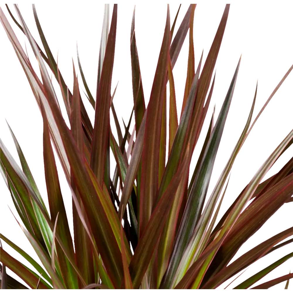 Trunchiul Fericirii (Dracena) Magenta, 45 cm, planta de interior cu frunze verzi si margini rosii