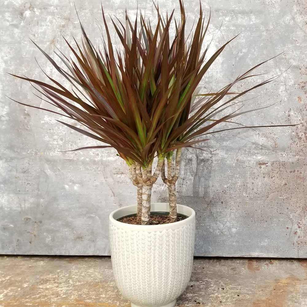 Trunchiul Fericirii (Dracena) Magenta, 45 cm, planta de interior cu frunze verzi si margini rosii