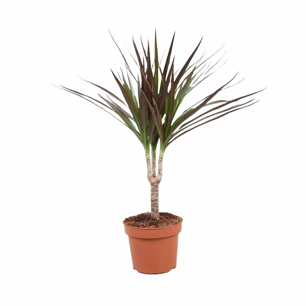 Trunchiul Fericirii (Dracena) Magenta, 45 cm, planta de interior cu frunze verzi si margini rosii