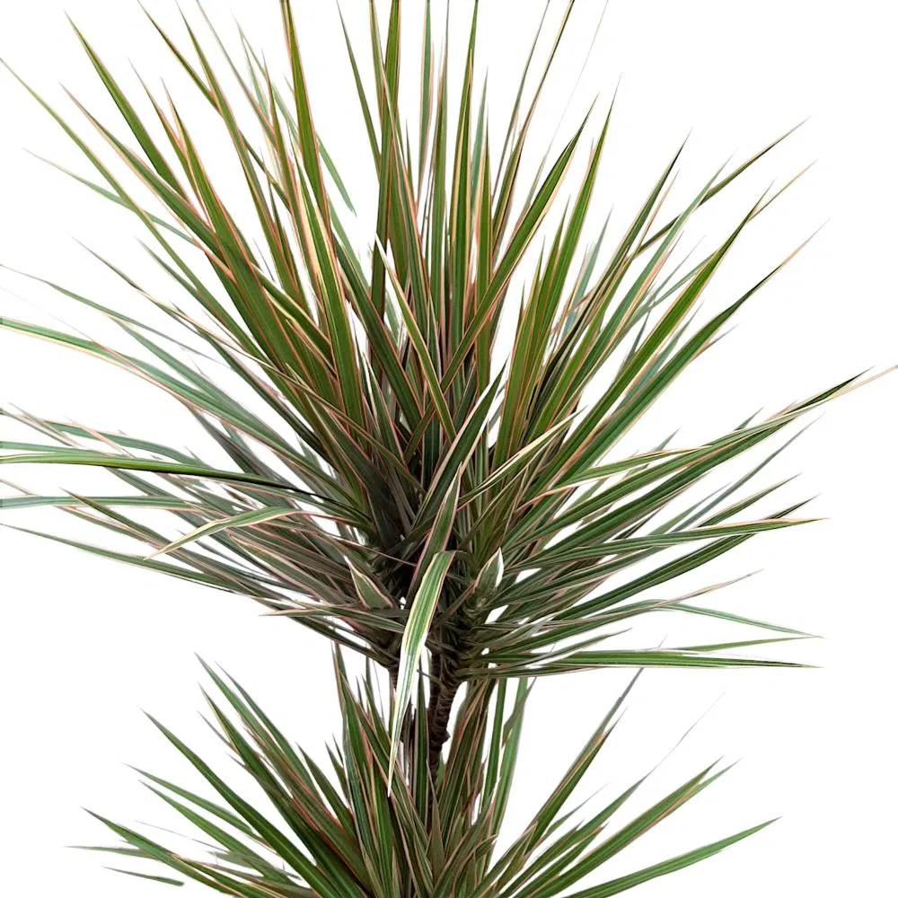 Trunchiul Fericirii (Dracena) Marginata, planta de interior cu frunze rosii verzi decorative, usor de intretinut si purificator natural de aer, 165 cm - 4 Tulpini