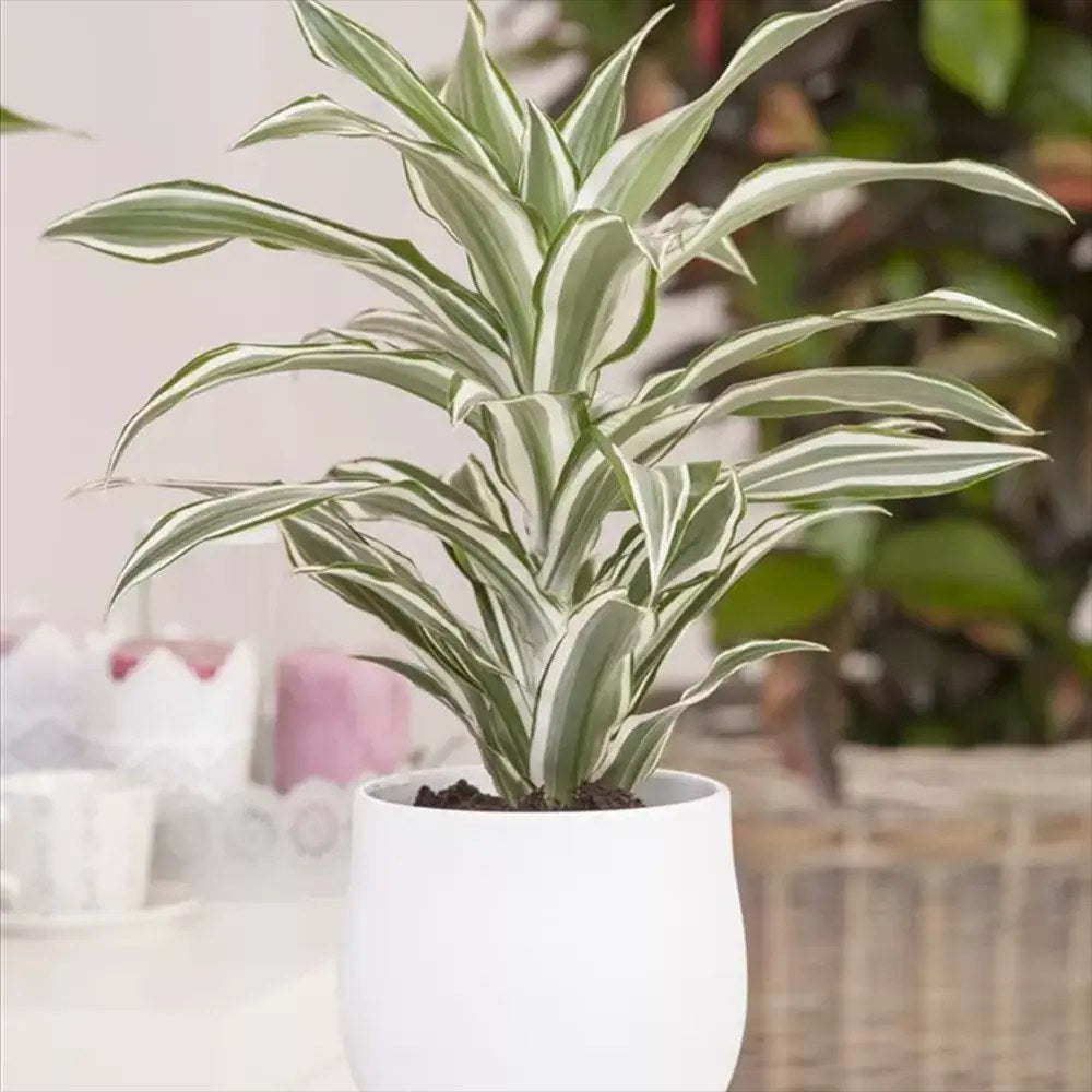 Trunchiul Fericirii (Dracena) White Jewel, 45 cm, planta tropicala de interior, frunze variegate alb verde