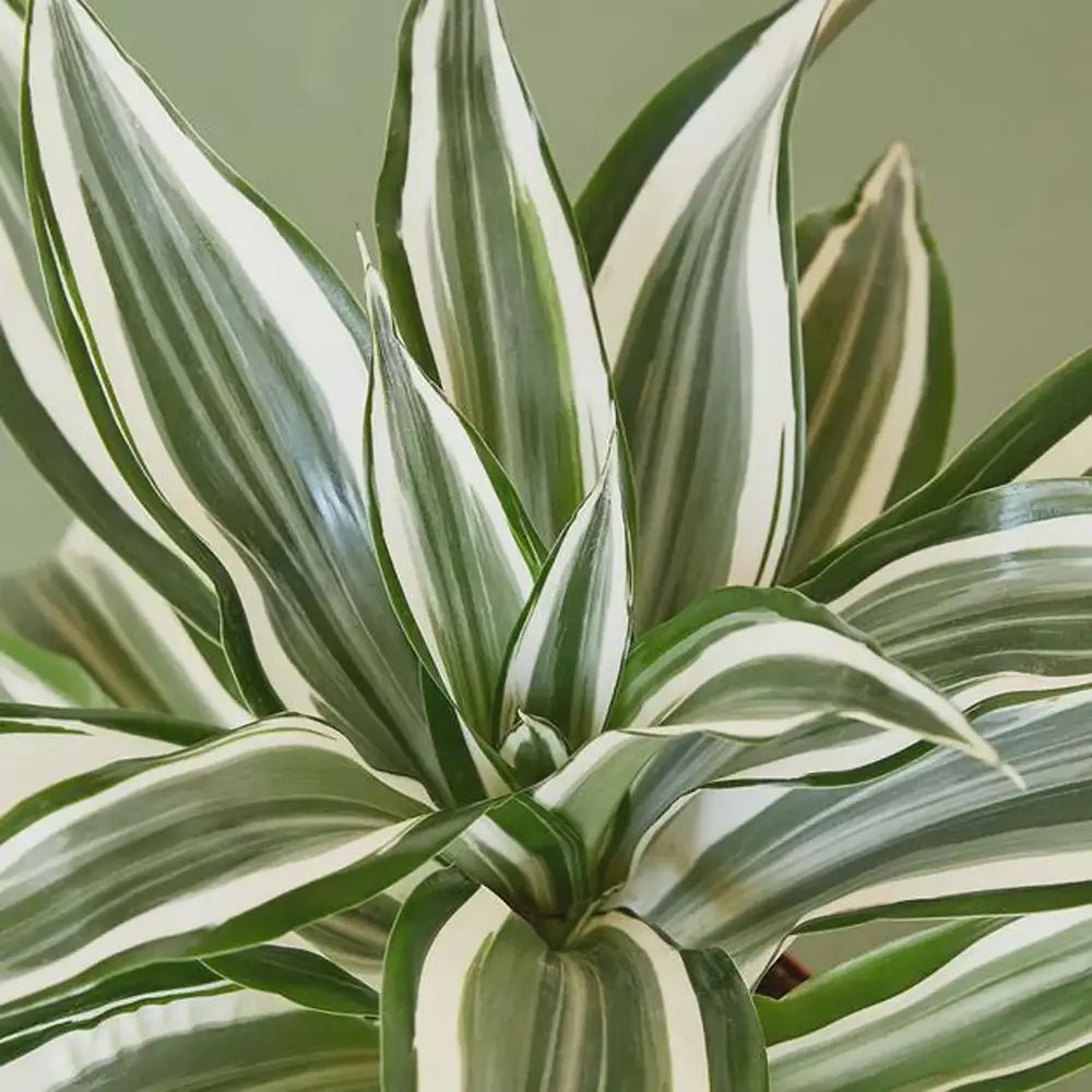 Trunchiul Fericirii (Dracena) White Jewel, 45 cm, planta tropicala de interior, frunze variegate alb verde