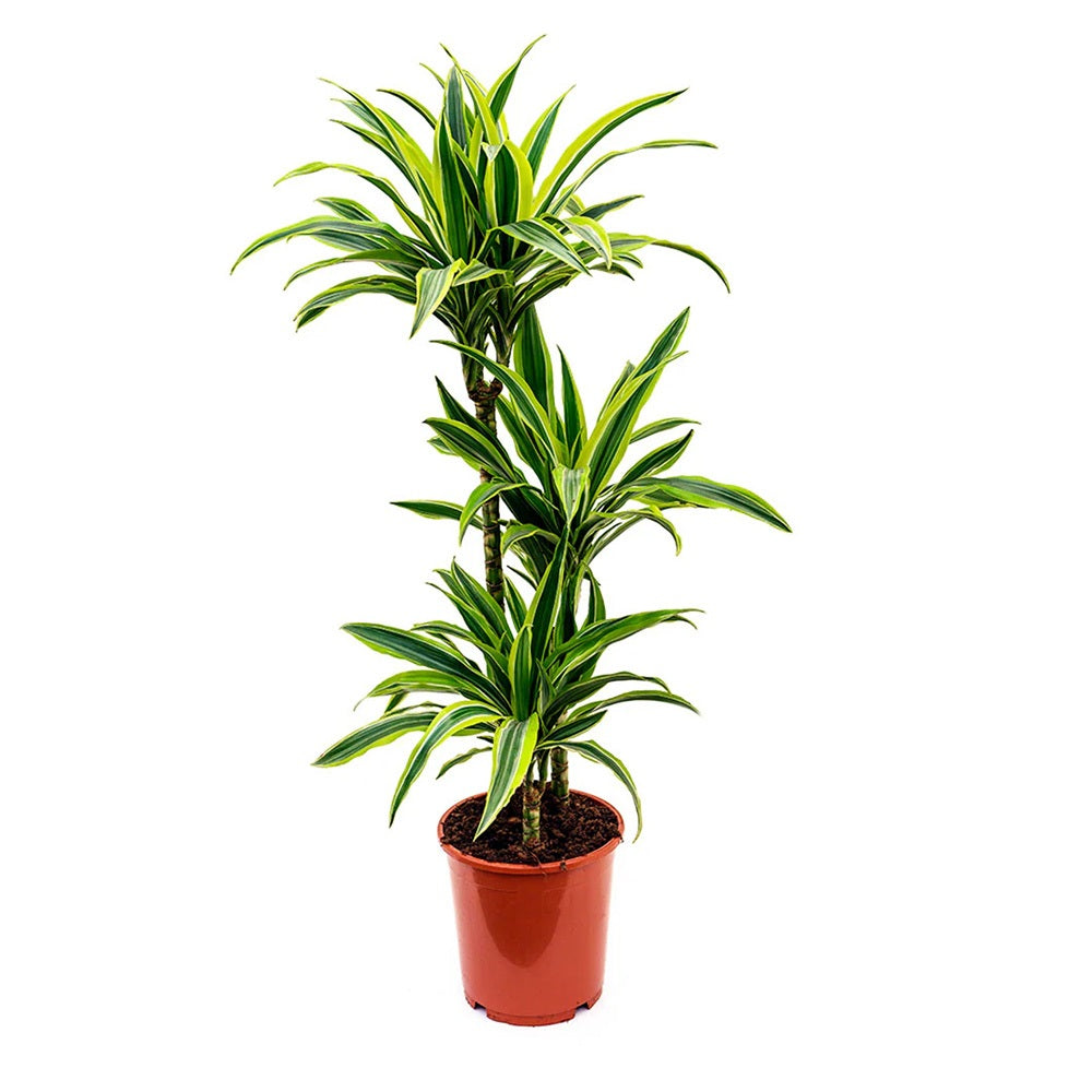 Trunchiul Fericirii (Dracena) Lemon Lime, planta de apartament decorativa cu frunze verzi galbene, 3 Tulpini - 110/115 cm