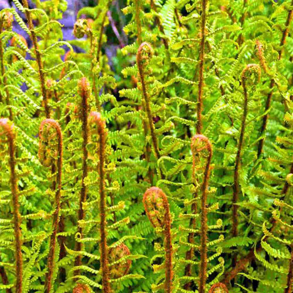 Feriga Regala (Dryopteris Filix-Mas) The King, frunze mari, aspect regal, planta perena de umbra,