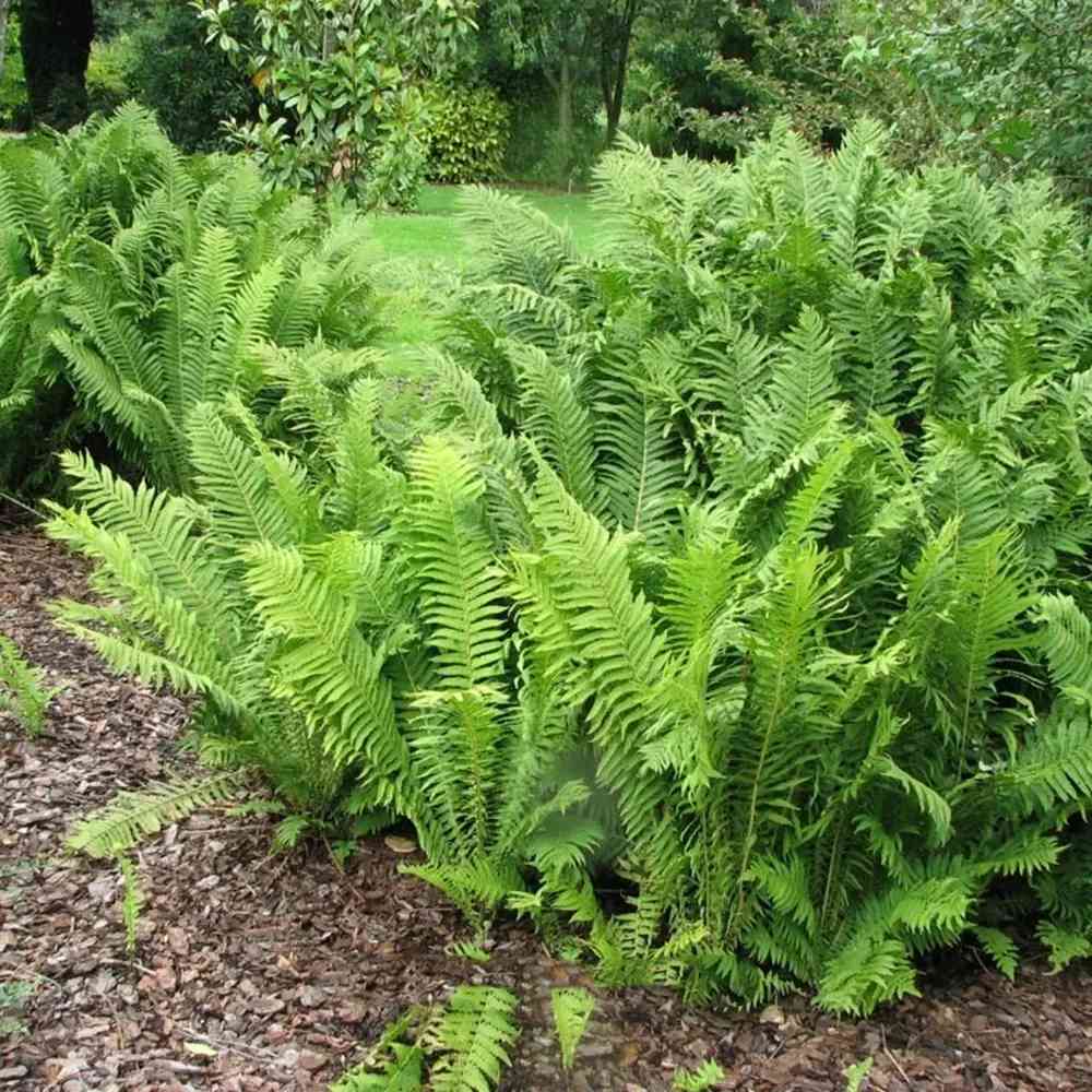 Feriga Masculina (Dryopteris Affinis), feriga decorativa vesnic verde pentru umbra si semiumbra, rezistenta la frig si la melci