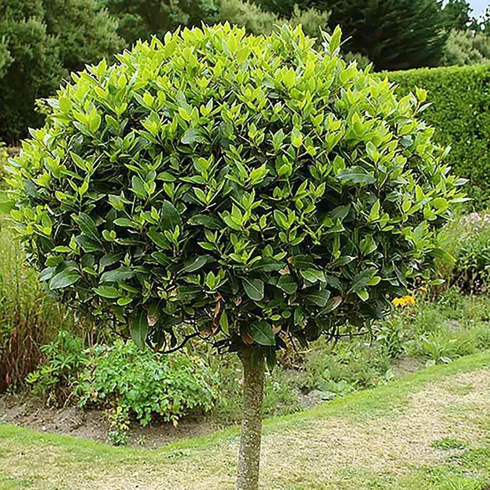 Dafin Comistibil, Laurus nobilis, copacel de dafin cu coroana sferica, frunze aromate si decor elegant