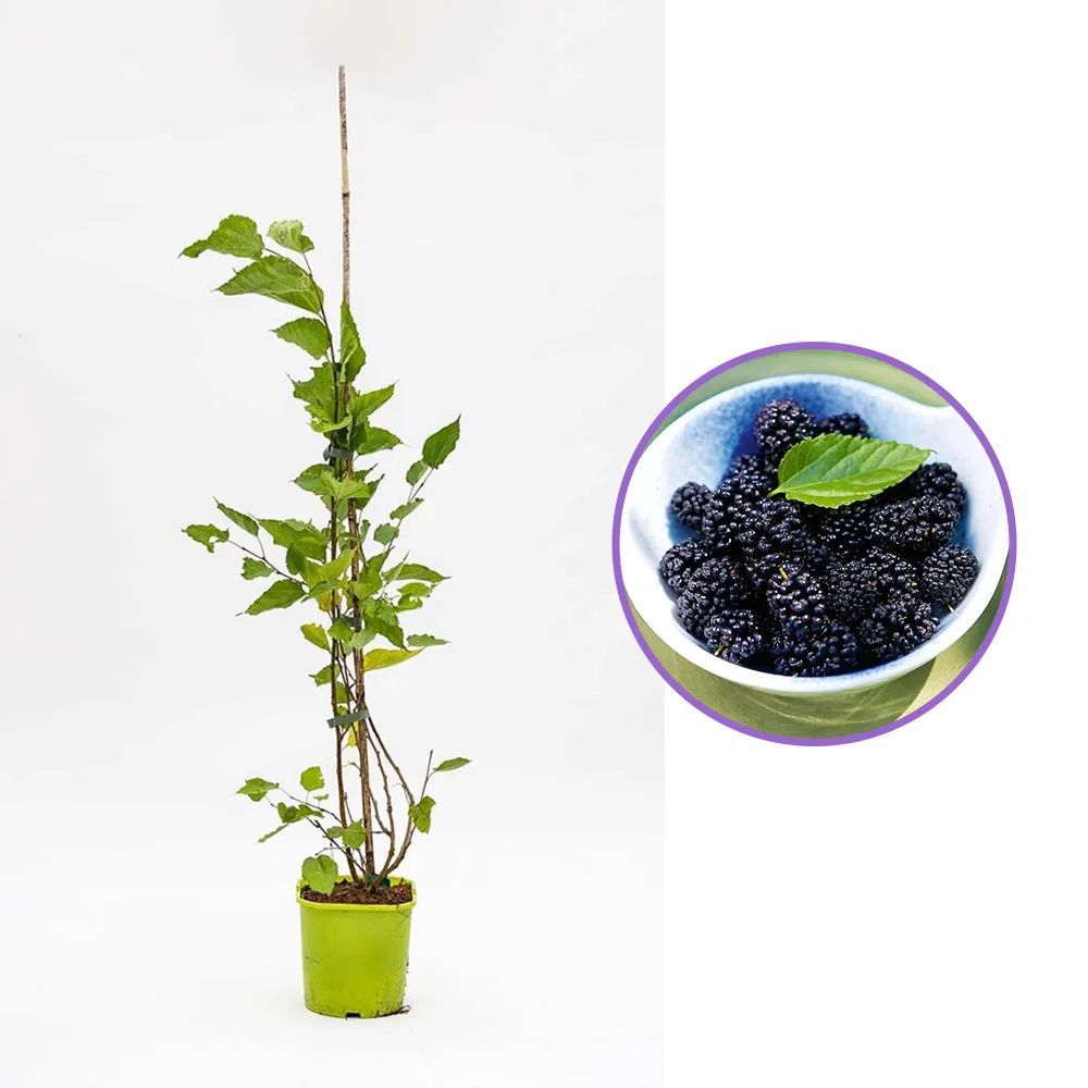 Dud pitic Matsunaga Mojo Berry (Morus rotundifolia), cu fructe negre dulci, an 2 pe rod