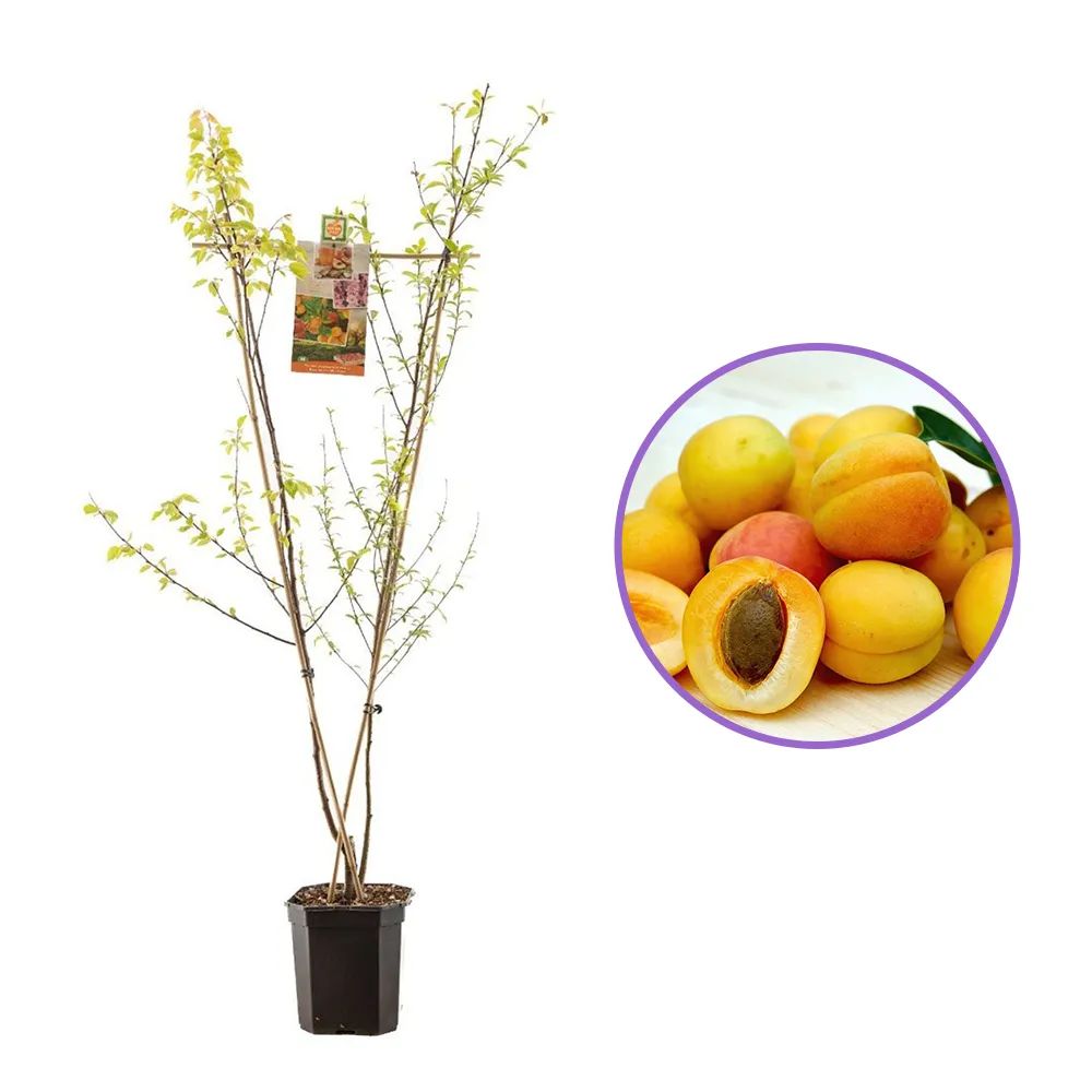 Duo Cais si Piersic 'Duo Perzik-Abrikoos', cu fructe dulci galbene- rosiatice, an 2 pe rod