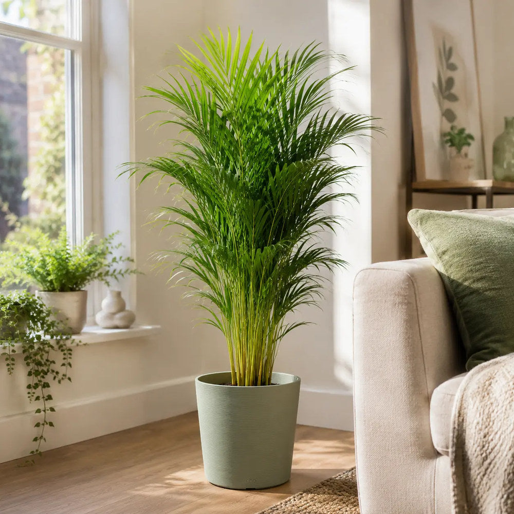 Palmier Areca Dypsis Lutescens, 130 cm, planta de apartament eleganta, purificare aer, usor de intretinut