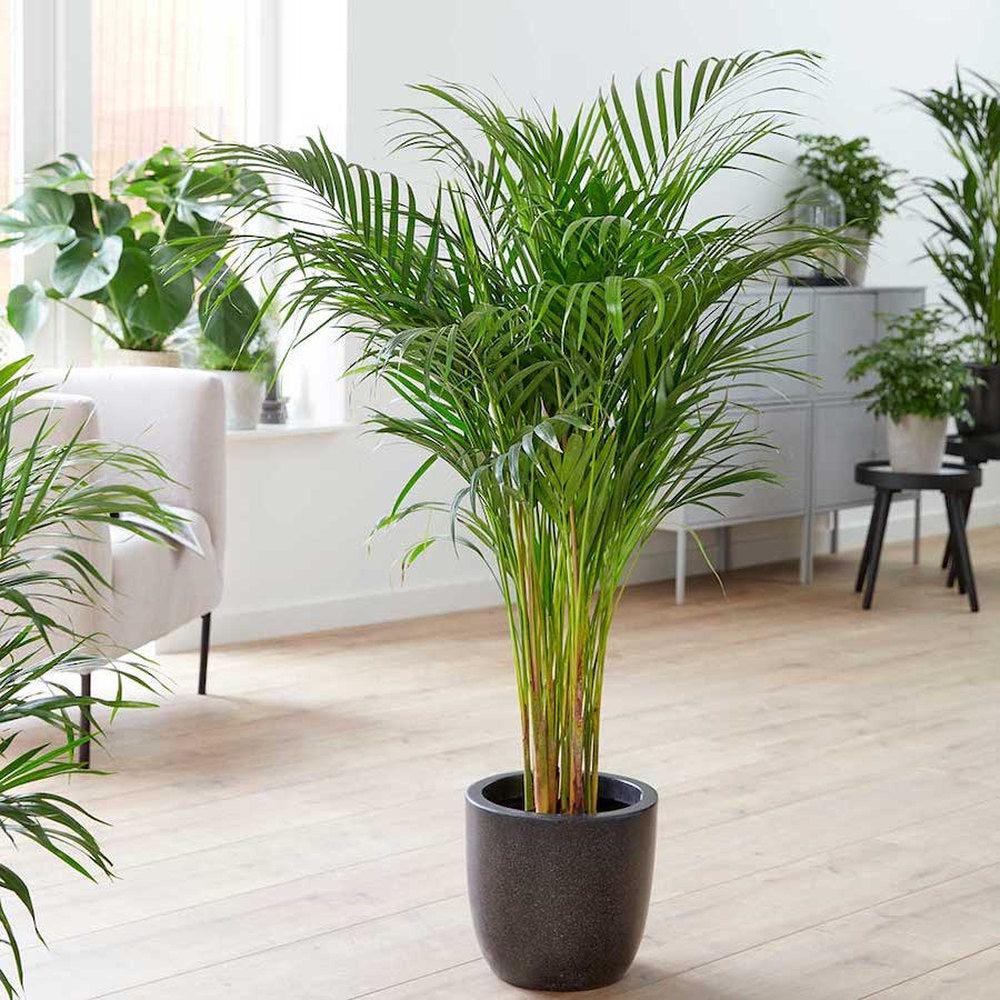 Palmier Areca Dypsis Lutescens, 130 cm, planta de apartament eleganta, purificare aer, usor de intretinut