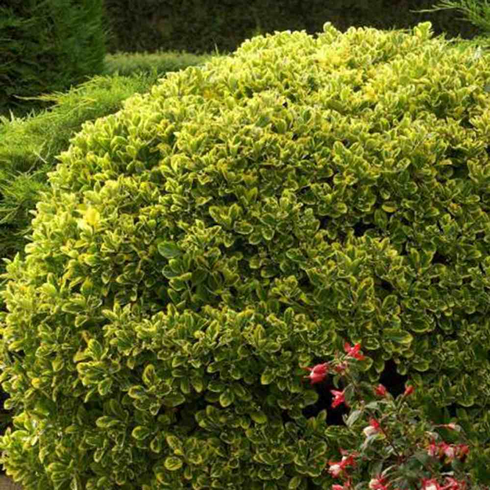 Salba Japoneza Euonimus Aureomarginatus, arbust decorativ cu margini galbene vesnic verde pentru gard viu si borduri
