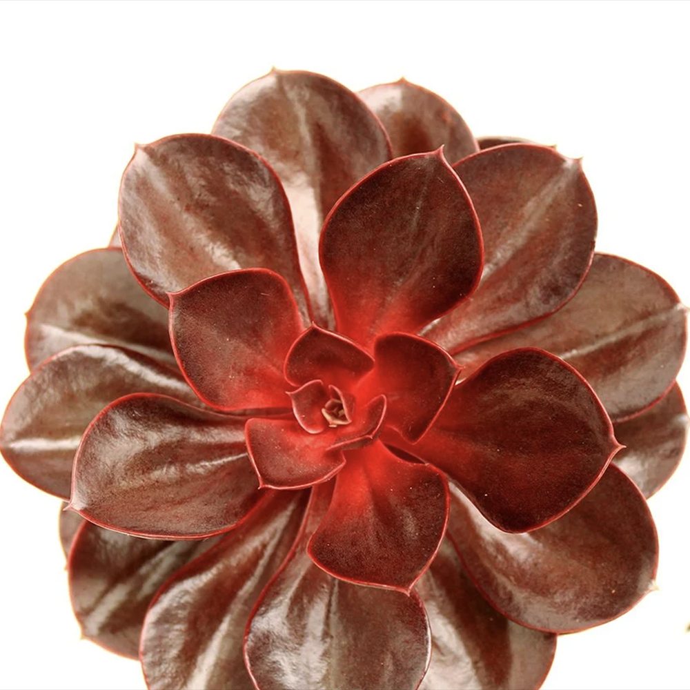 Suculenta (Echeveria) Hot Red, suculenta rosu perlat, decor interior, usor de ingrijit
