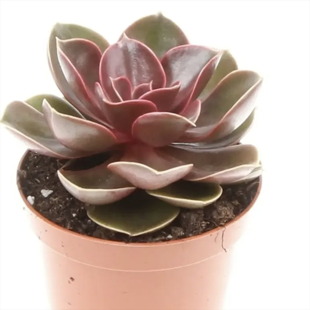 Suculenta (Echeveria) Hot Red, suculenta rosu perlat, decor interior, usor de ingrijit