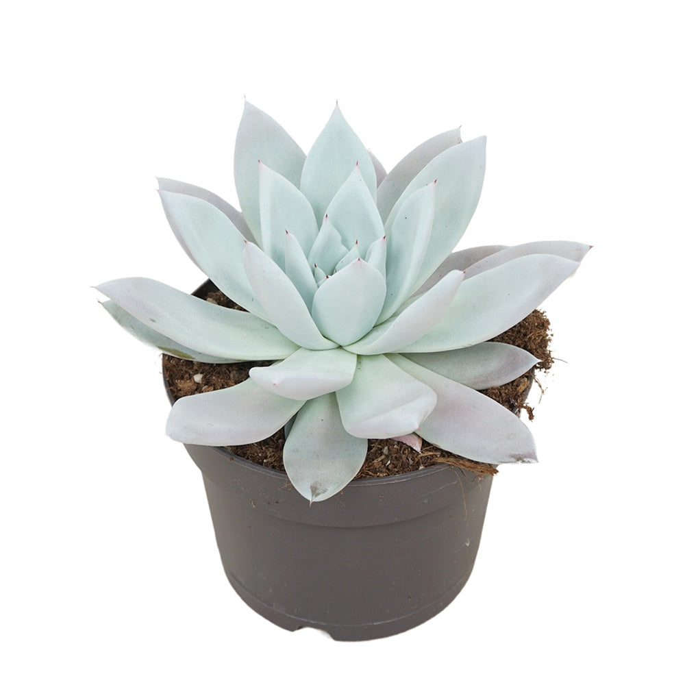 Suculenta (Echeveria) Mexican Giant, 25 cm, suculenta gigantica argintiu perlat, decor interior, usor de ingrijit