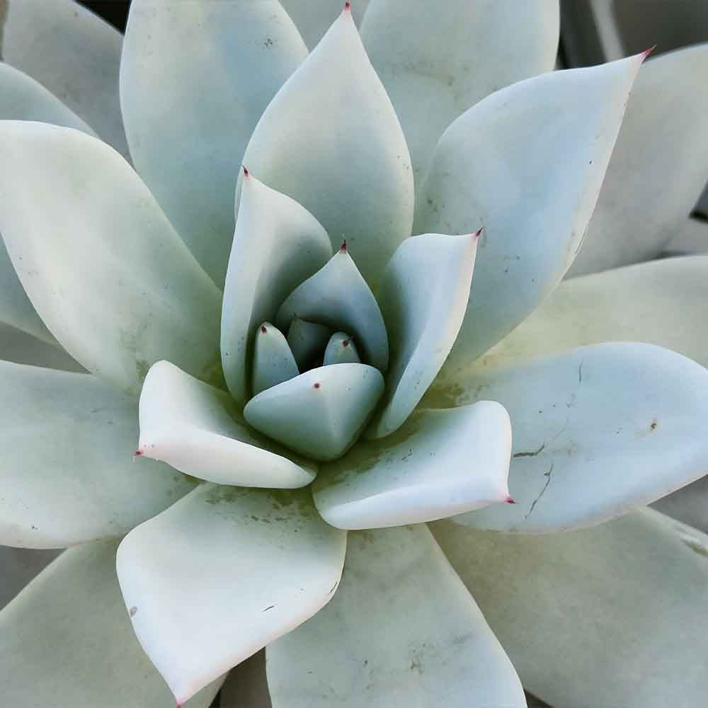 Suculenta (Echeveria) Mexican Giant, 25 cm, suculenta gigantica argintiu perlat, decor interior, usor de ingrijit