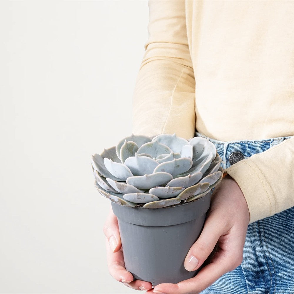 Suculenta (Echeveria) Sky Pearl, 15 cm, suculenta decorativa frunze argintiu perlat cu varfuri rosii, interior