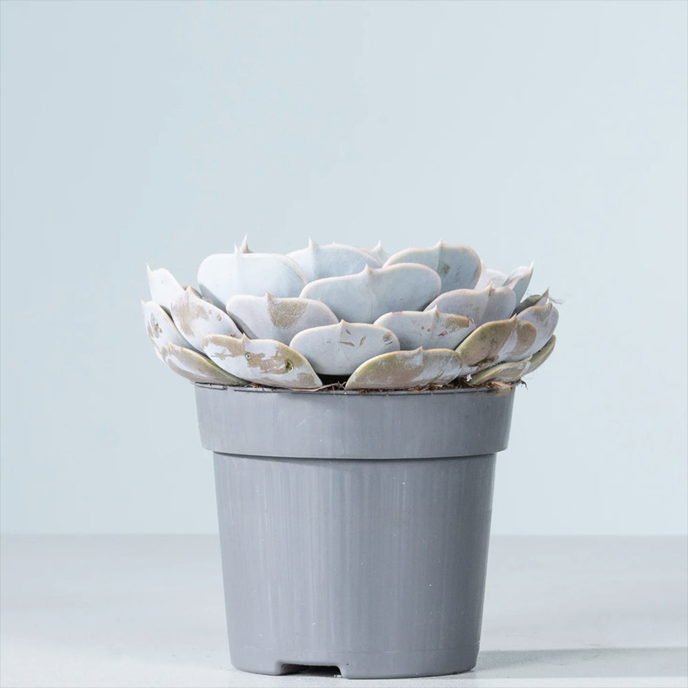 Suculenta (Echeveria) Sky Pearl, 15 cm, suculenta decorativa frunze argintiu perlat cu varfuri rosii, interior