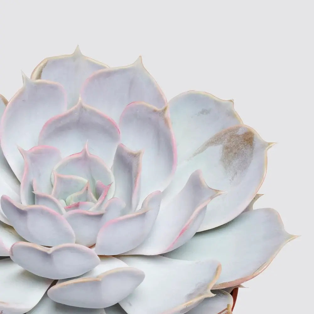 Suculenta (Echeveria) Sky Pearl, 15 cm, suculenta decorativa frunze argintiu perlat cu varfuri rosii, interior