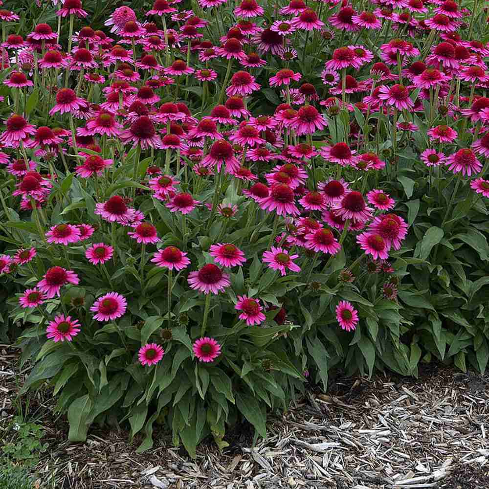 Echinacea Delicious Candy, cu flori roz duble, planta perena florifera, rezistenta la ger, pentru soare