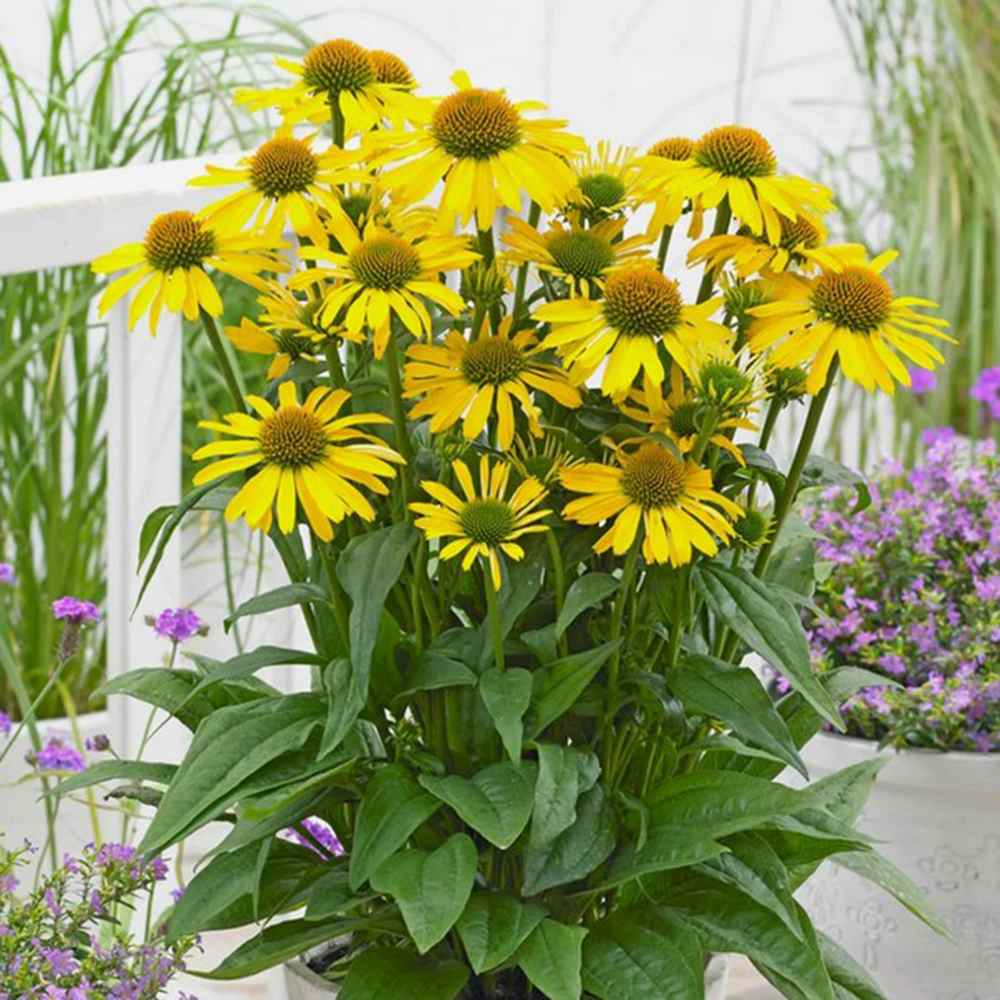 Echinacea purpurea Fountain Yellow, cu flori galben duble, planta perena rezistenta la ger, pentru soare