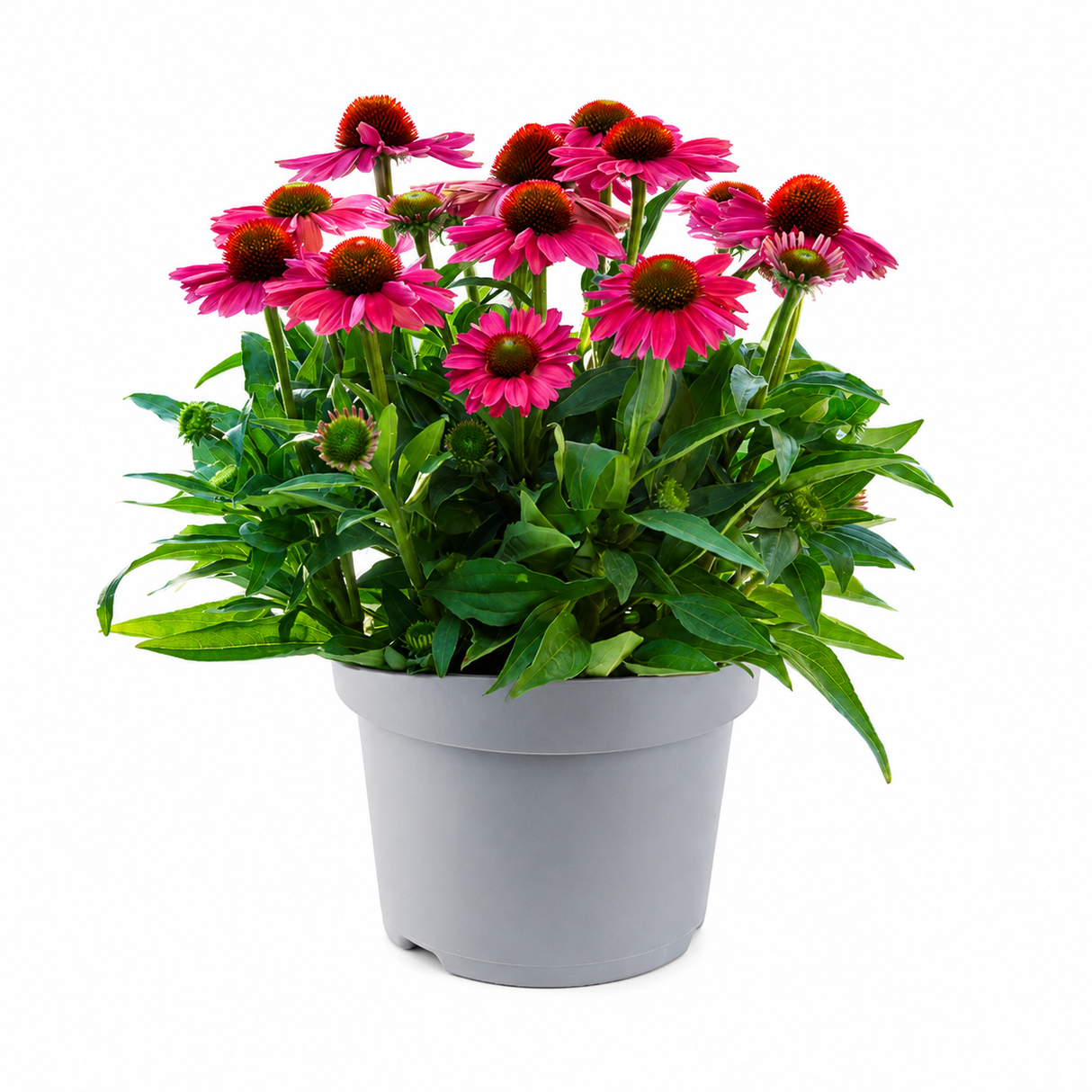 Echinacea Sunmagic Vintage Red, planta perena cu flori rosii, inflorire lunga