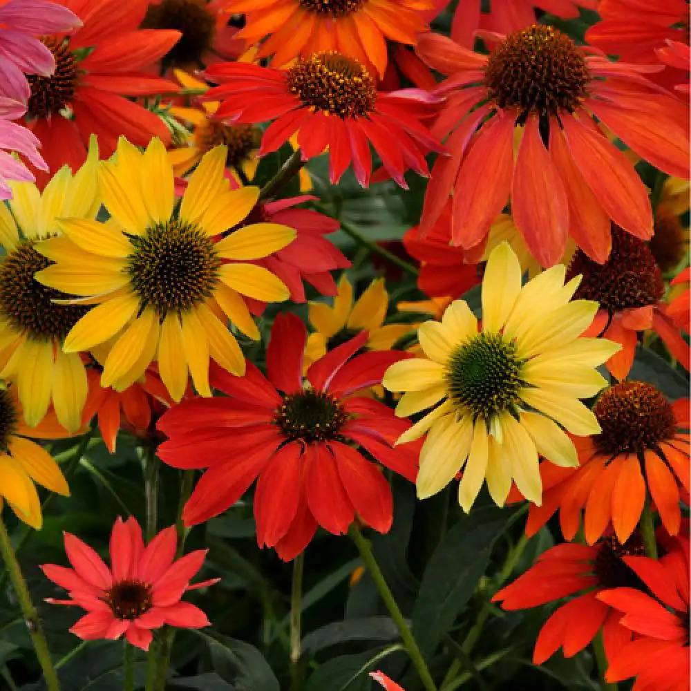 Echinacea Cheyenne spirit, flori spectaculoase in nuante intense si multicolora, rezistenta si melifera