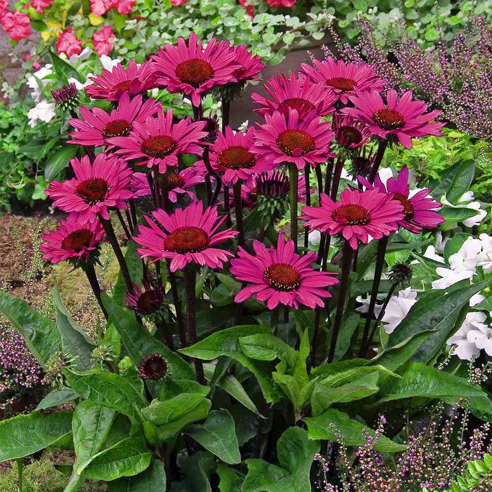 Echinacea purpurea Fatal Attraction, perena cu flori roz intense, rezistenta si melifera
