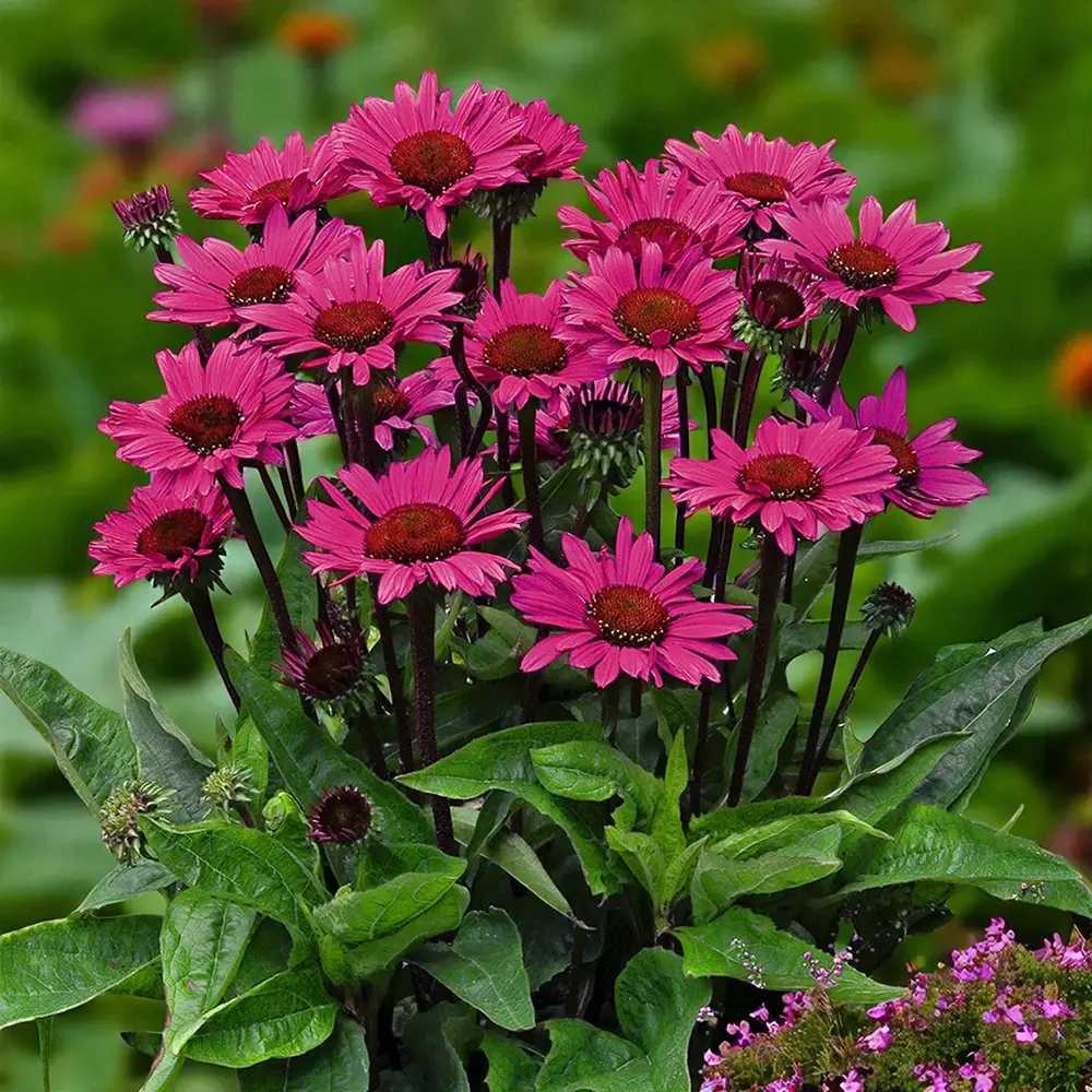 Echinacea purpurea Fatal Attraction, perena cu flori roz intense, rezistenta si melifera
