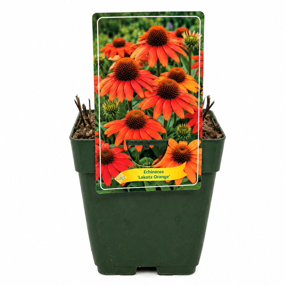 Echinacea purpurea Lakota Orange, portocalii portocaliu, iubitoare de sore, rezistenta la seceta