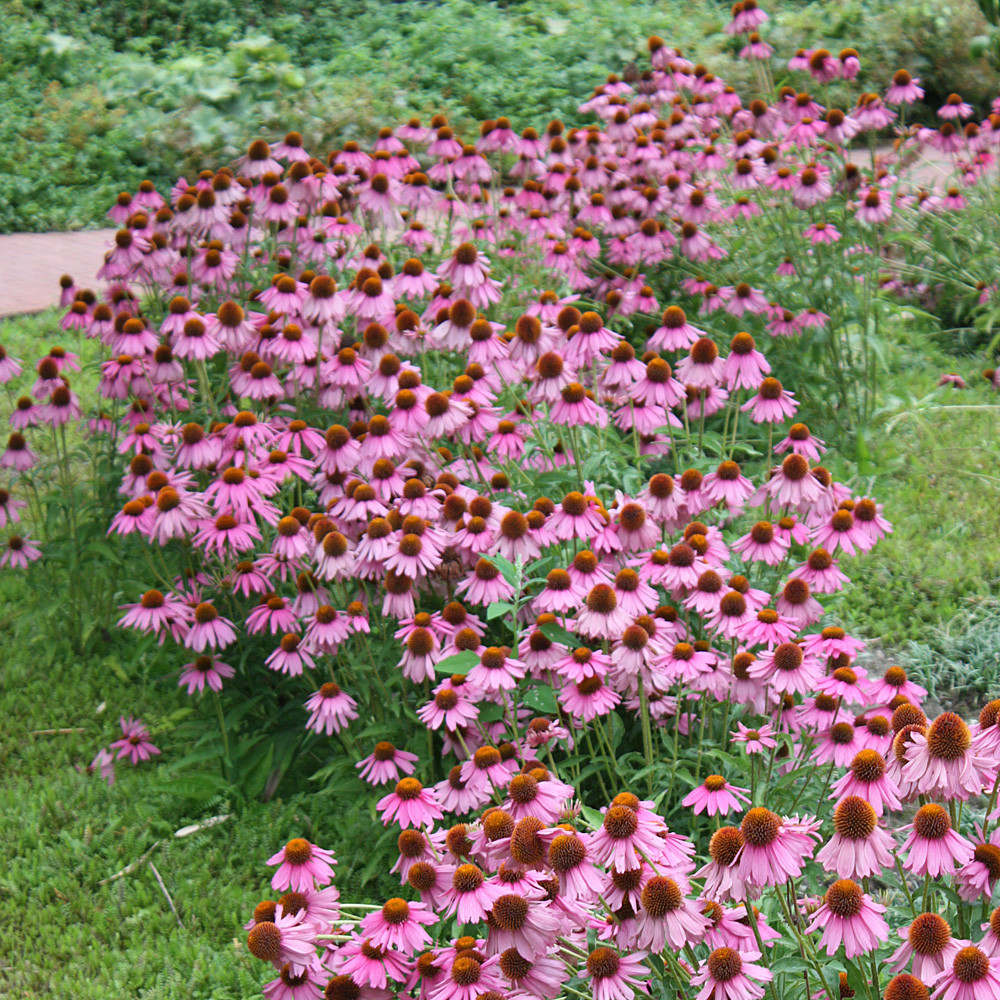 Echinacea purpurea Magnus, cu flori roz-purpuriu, perena de soare