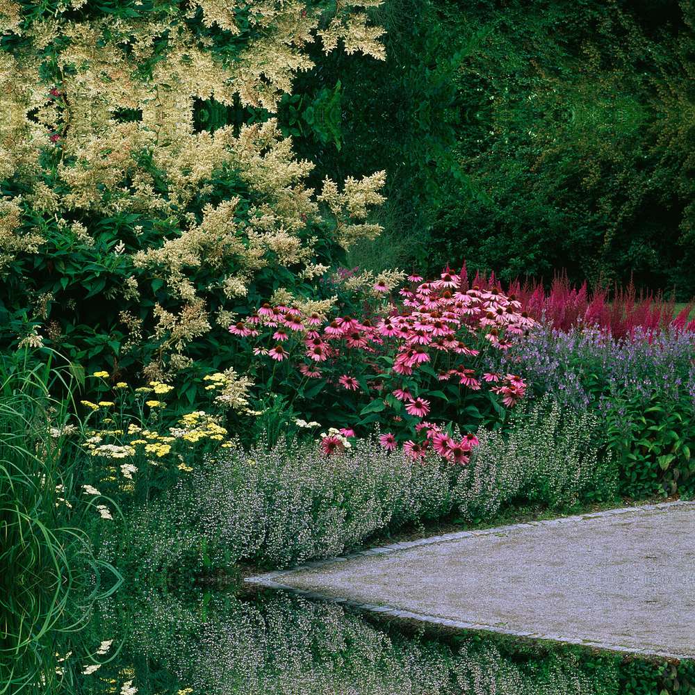 Echinacea purpurea Magnus, cu flori roz-purpuriu, perena de soare