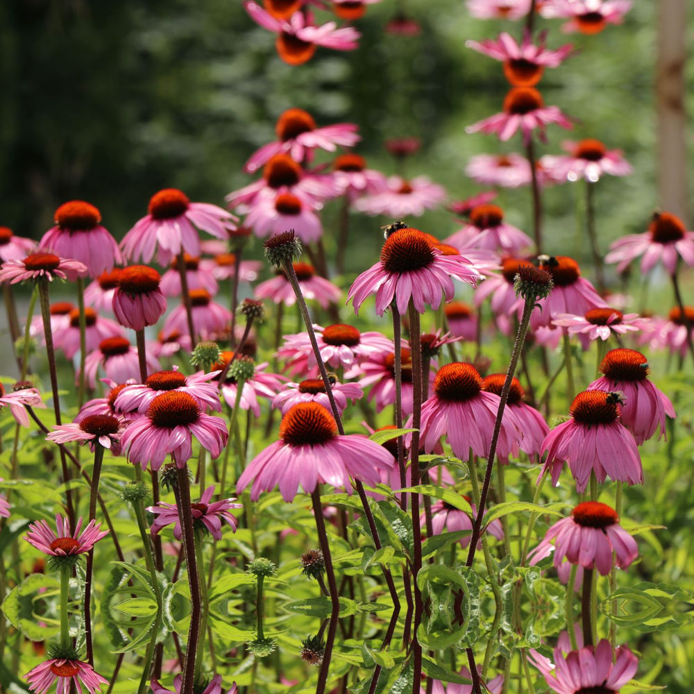 Echinacea purpurea Magnus, cu flori roz-purpuriu, perena de soare