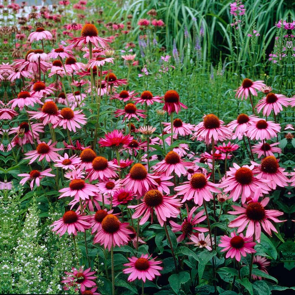 Echinacea purpurea Magnus, cu flori roz-purpuriu, perena de soare