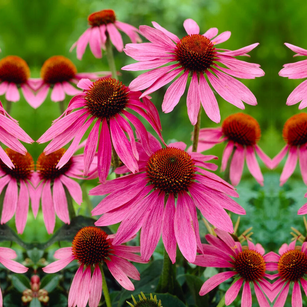 Echinacea purpurea Magnus, cu flori roz-purpuriu, perena de soare
