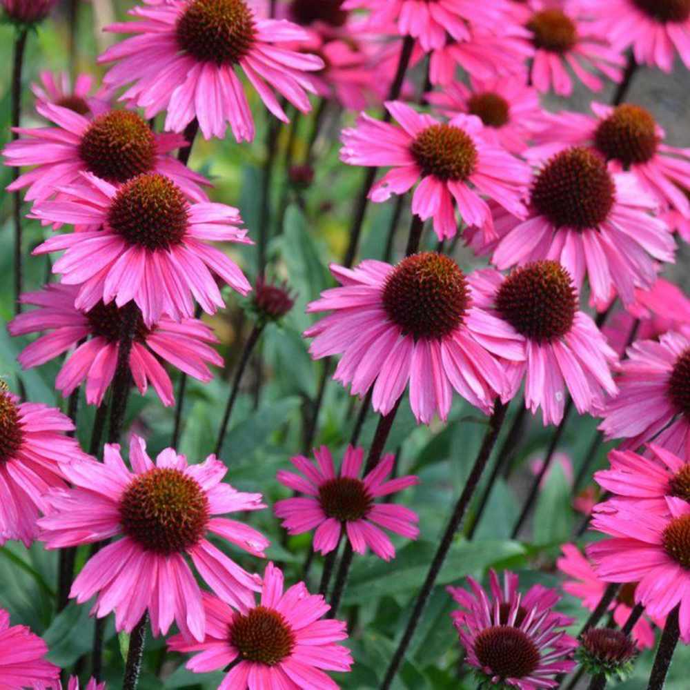 Echinacea cu flori roz, planta perena decorativa, atrage albinele, inflorire indelungata