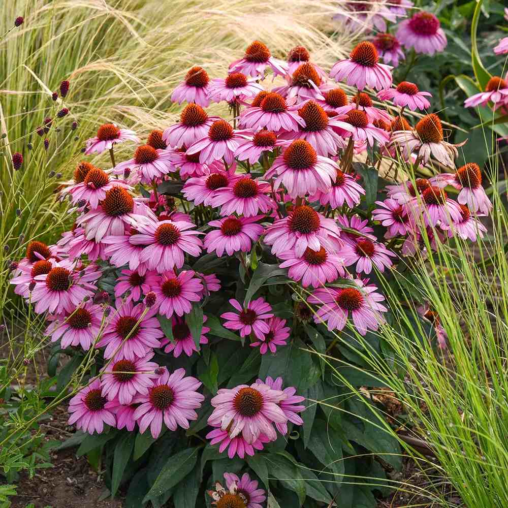 Echinacea cu flori roz, planta perena decorativa, atrage albinele, inflorire indelungata