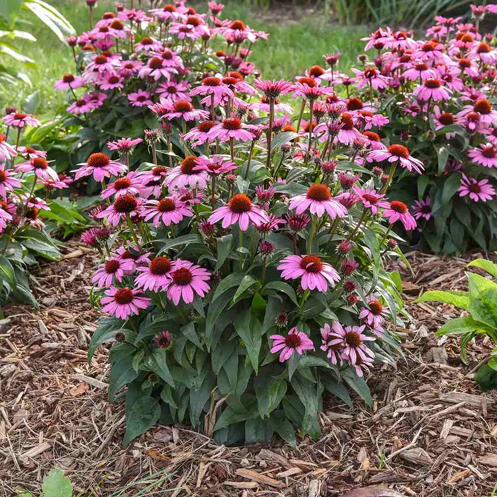 Echinacea cu flori roz, planta perena decorativa, atrage albinele, inflorire indelungata