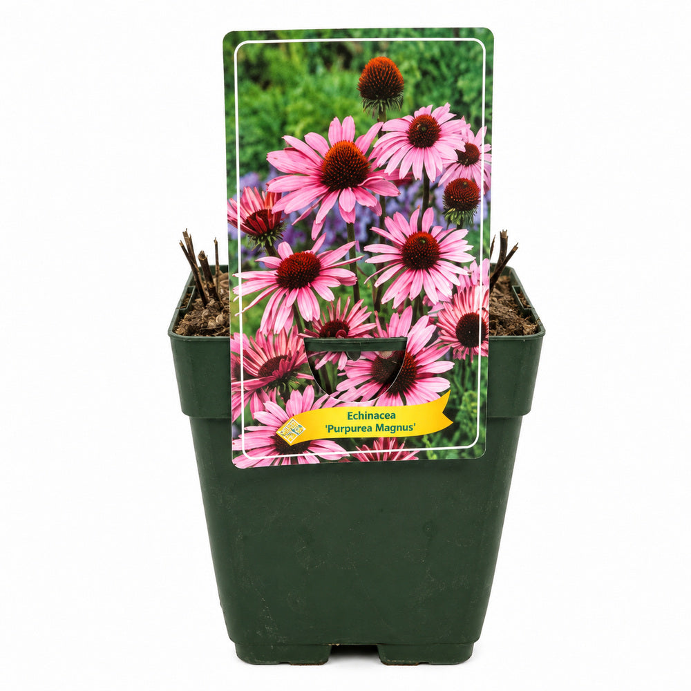 Echinacea purpurea Magnus, cu flori roz-purpuriu, perena de soare