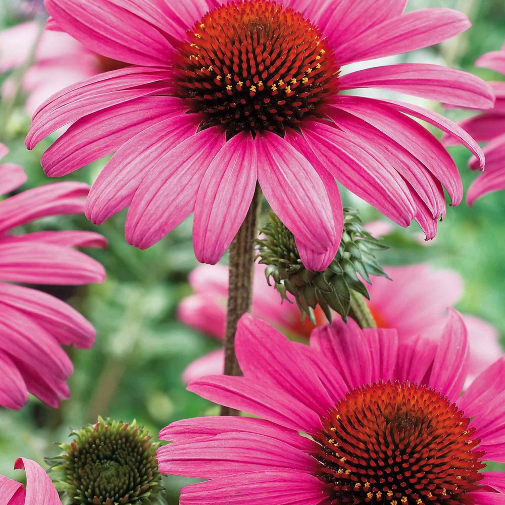 Echinacea purpurea Rubinstern, flori rosu-robiniu intens, planta perena rezistenta, atractiva polenizatori