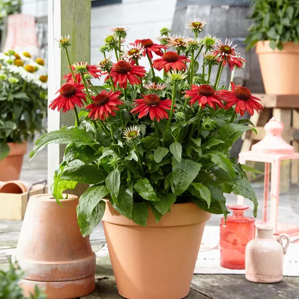 Echinacea Sombrero Red Salse, floare perena rosu intens, de gradina sau ghiveci