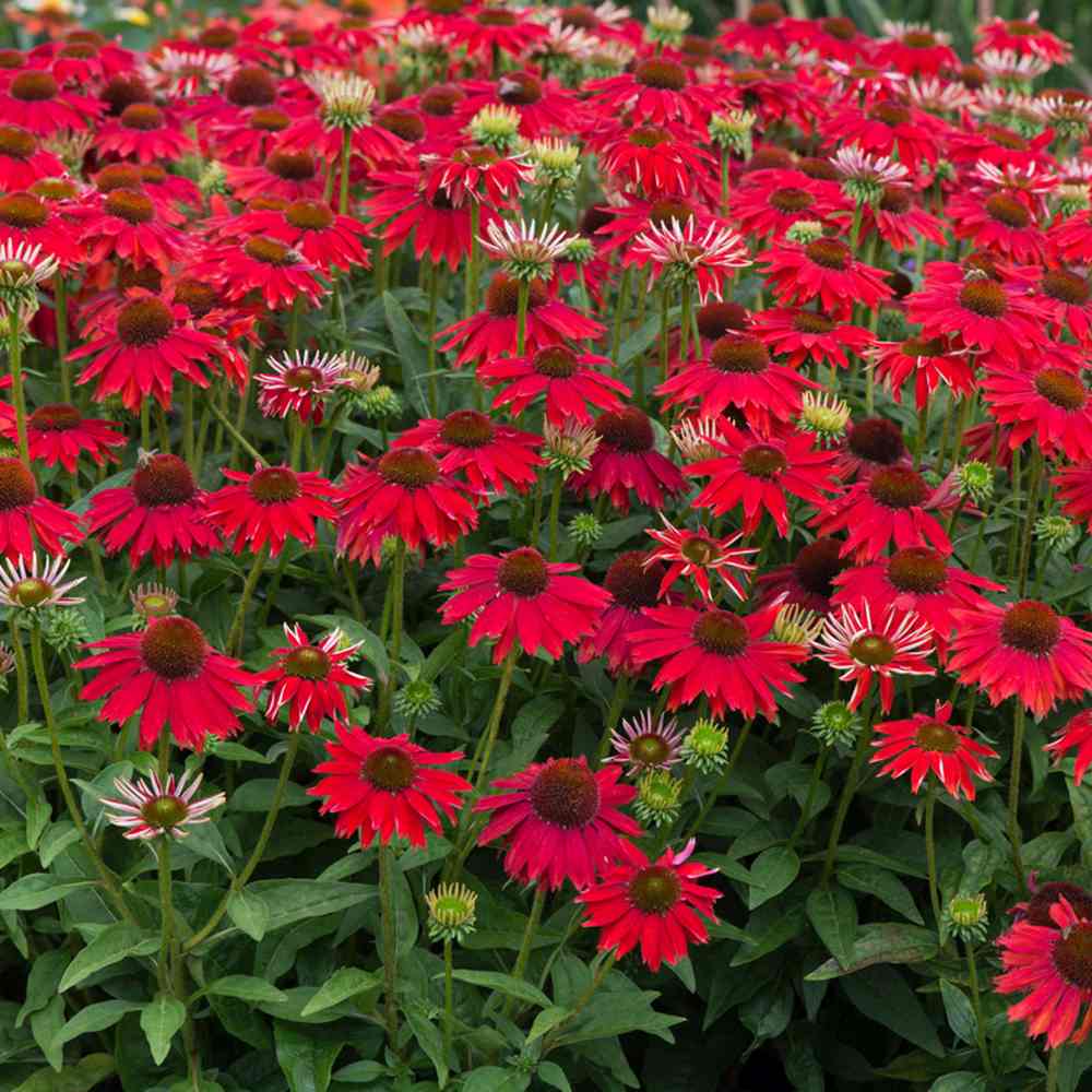 Echinacea Sombrero Red Salse, floare perena rosu intens, de gradina sau ghiveci