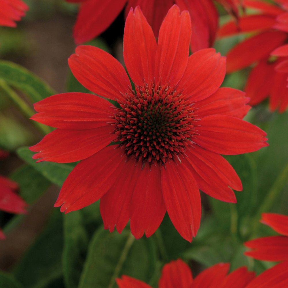 Echinacea Sombrero Red Salse, floare perena rosu intens, de gradina sau ghiveci