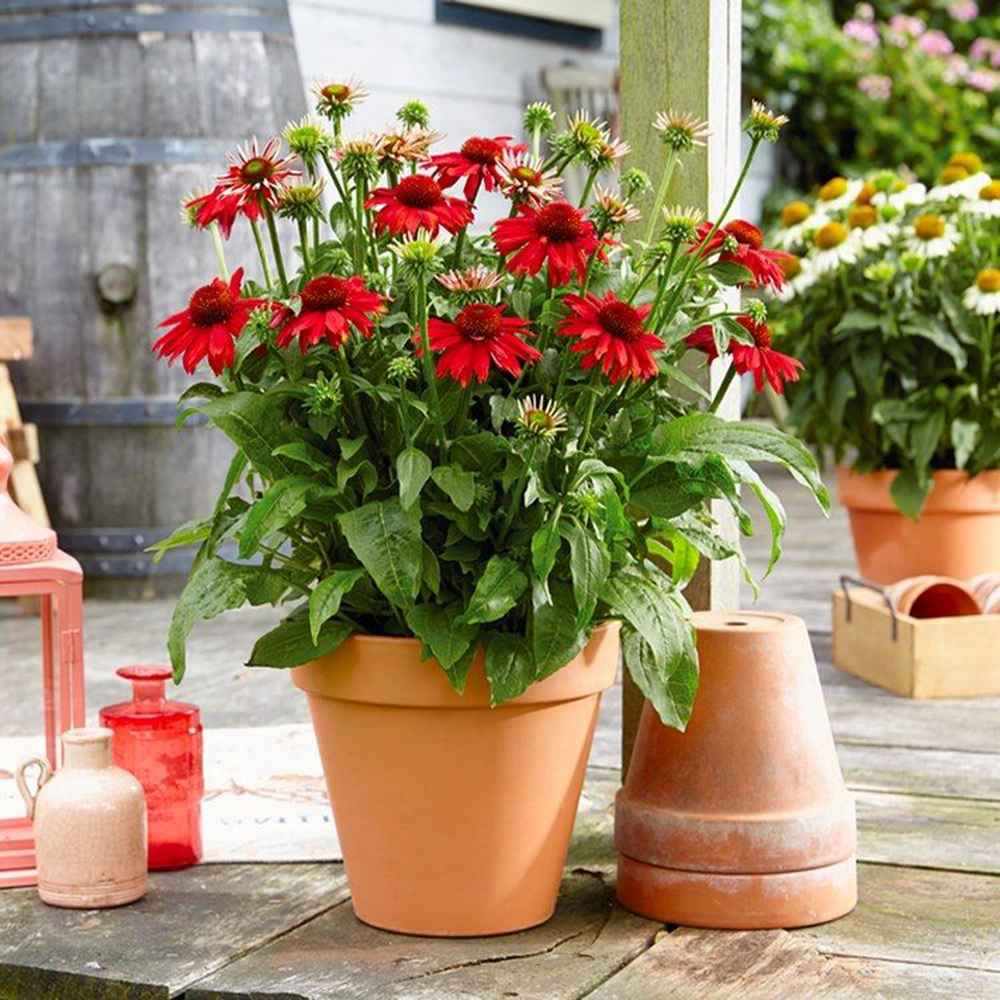Echinacea Sombrero Red Salse, floare perena rosu intens, de gradina sau ghiveci