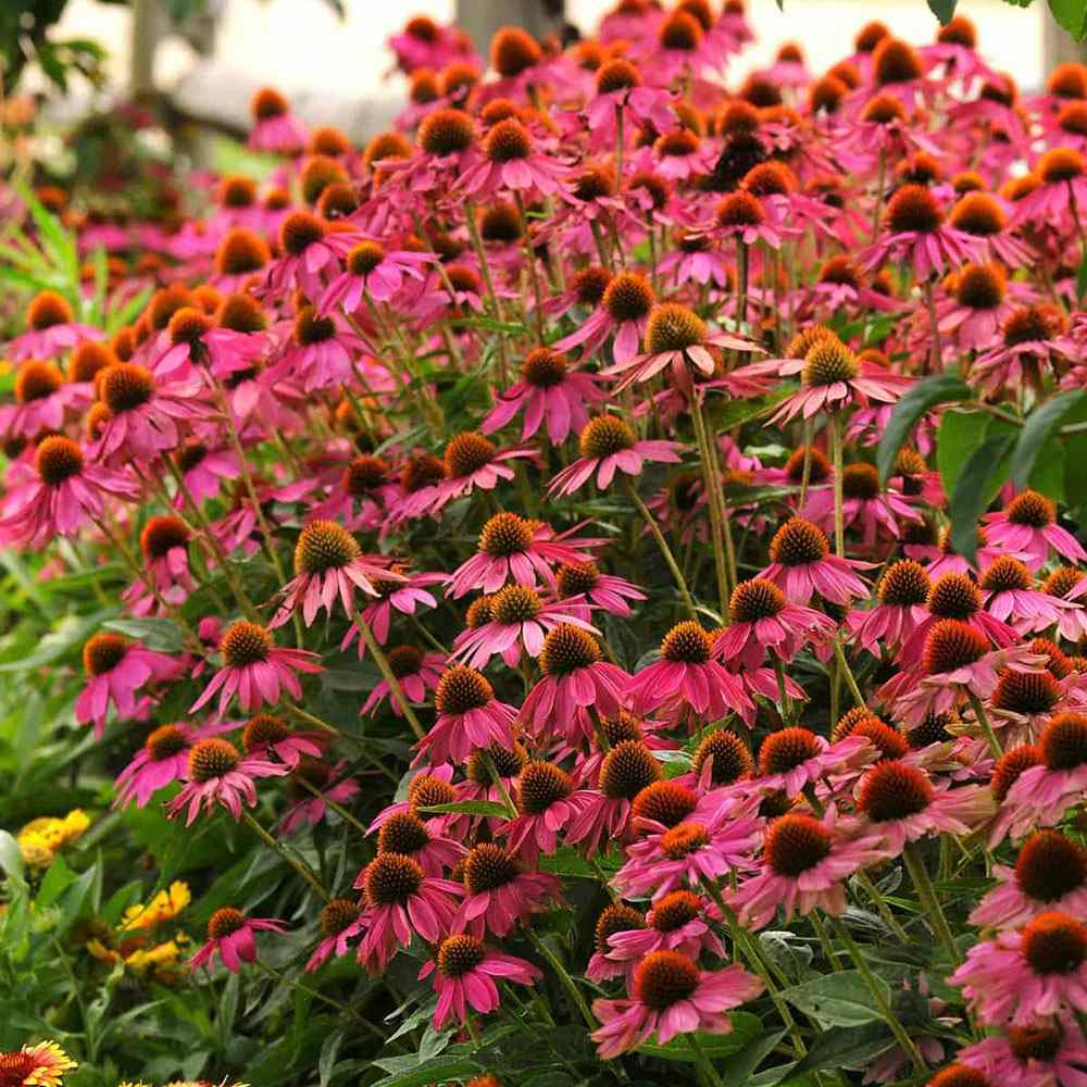 Echinacea purpurea PowWow Wild Berry, cu flori duble roz intens, planta perena rezistenta la ger, pentru soare