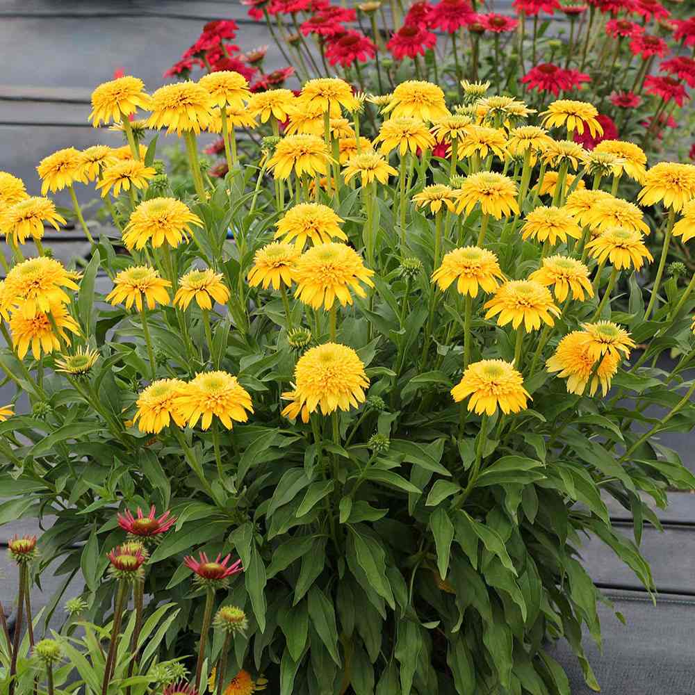 Echinacea purpurea Eccentric Yellow, cu flori galben duble, planta perena rezistenta la ger, pentru soare (Copy)
