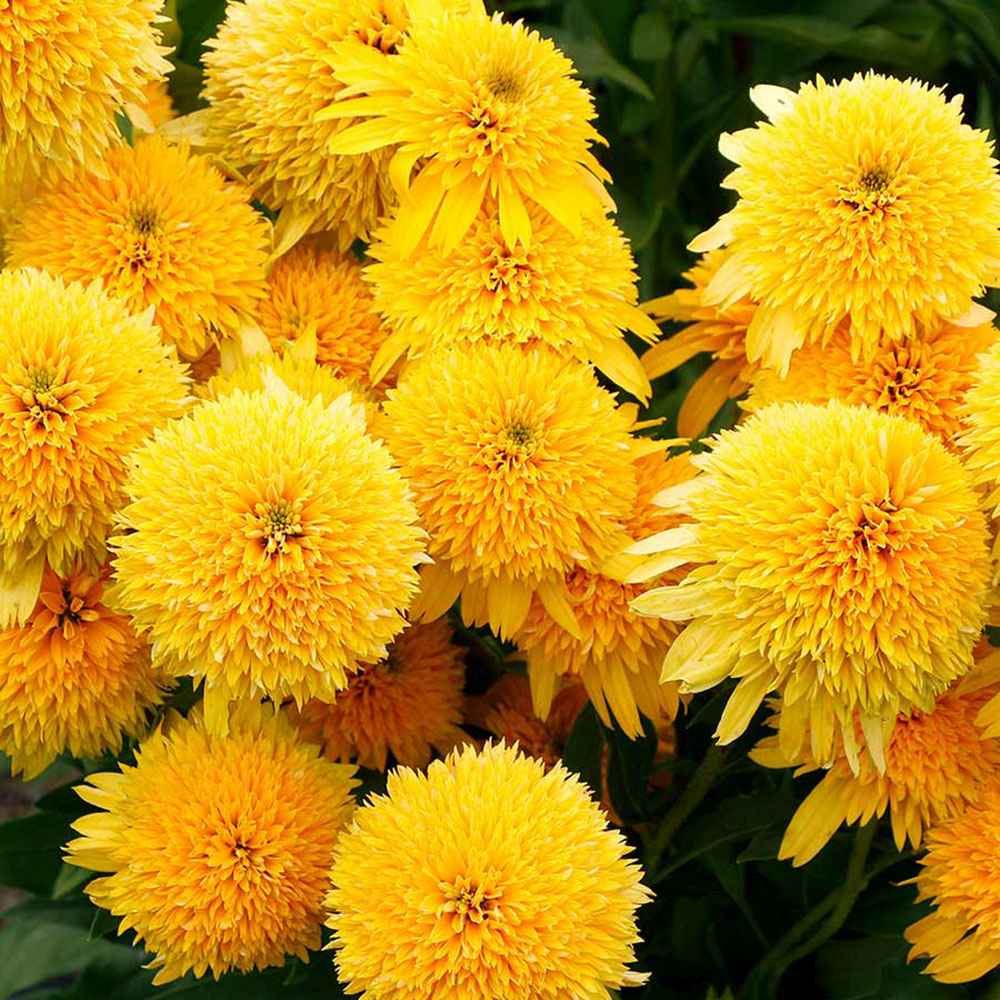 Echinacea purpurea Eccentric Yellow, cu flori galben duble, planta perena rezistenta la ger, pentru soare (Copy)