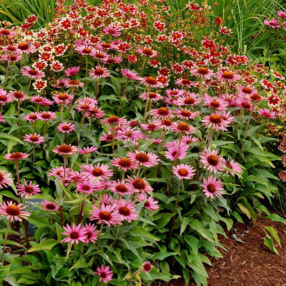Echinacea purpurea Rubinstern, flori rosu-robiniu intens, planta perena rezistenta, atractiva polenizatori