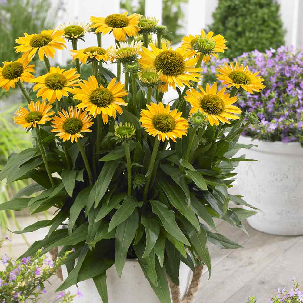 Echinacea Sombrero Lemon Yellow, 35-50 cm, floare perena galben intens, de gradina sau ghiveci