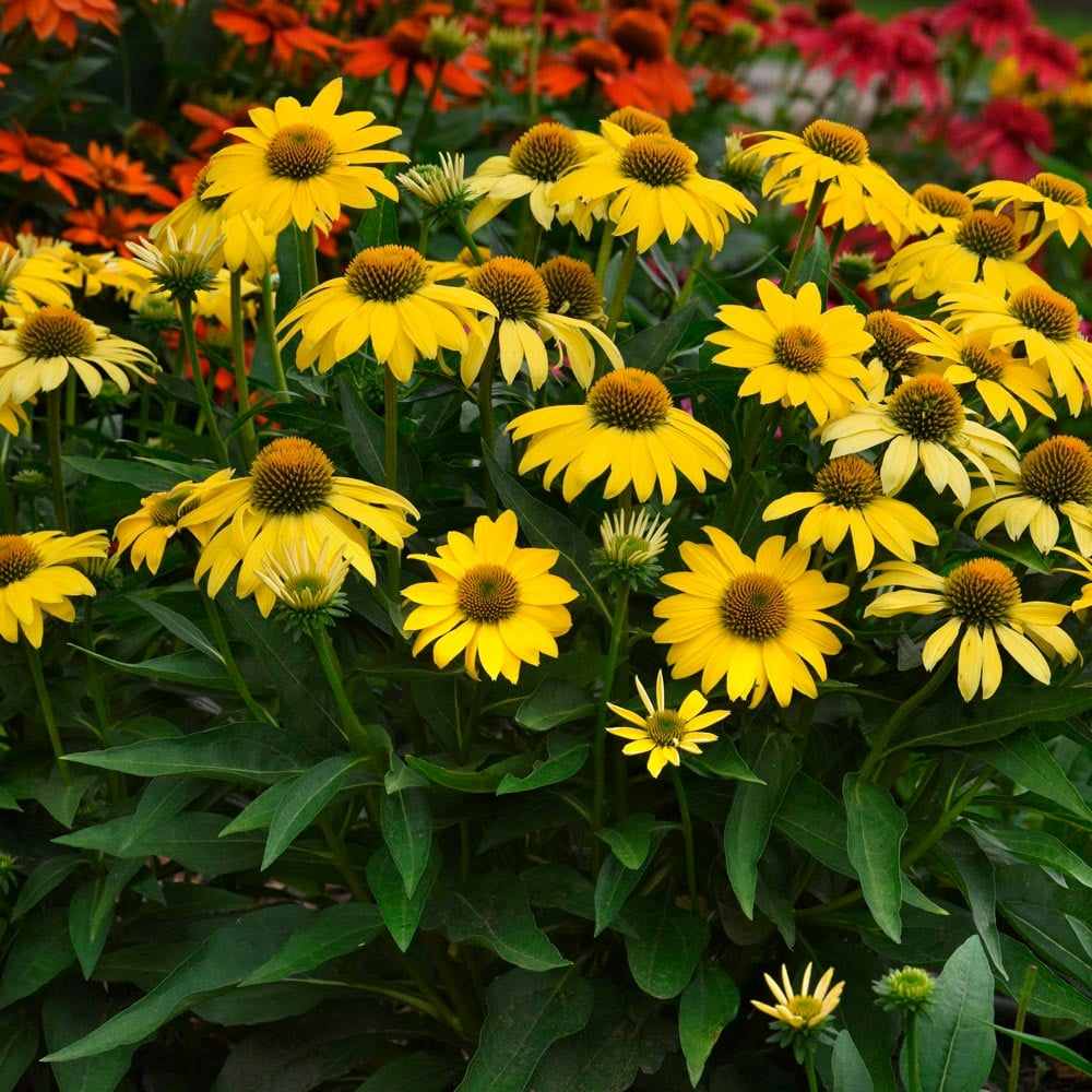 Echinacea Sombrero Lemon Yellow, 35-50 cm, floare perena galben intens, de gradina sau ghiveci