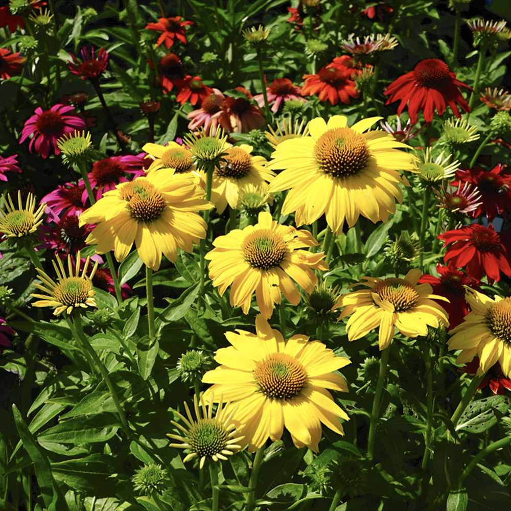 Echinacea Sombrero Lemon Yellow, 35-50 cm, floare perena galben intens, de gradina sau ghiveci